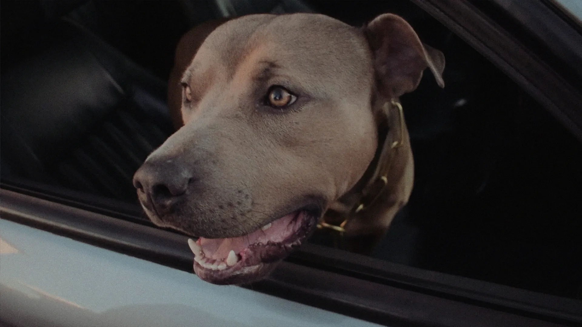 Close-up of a tan pit bull dog with a studded collar looking out of a car window with its mouth slightly open.